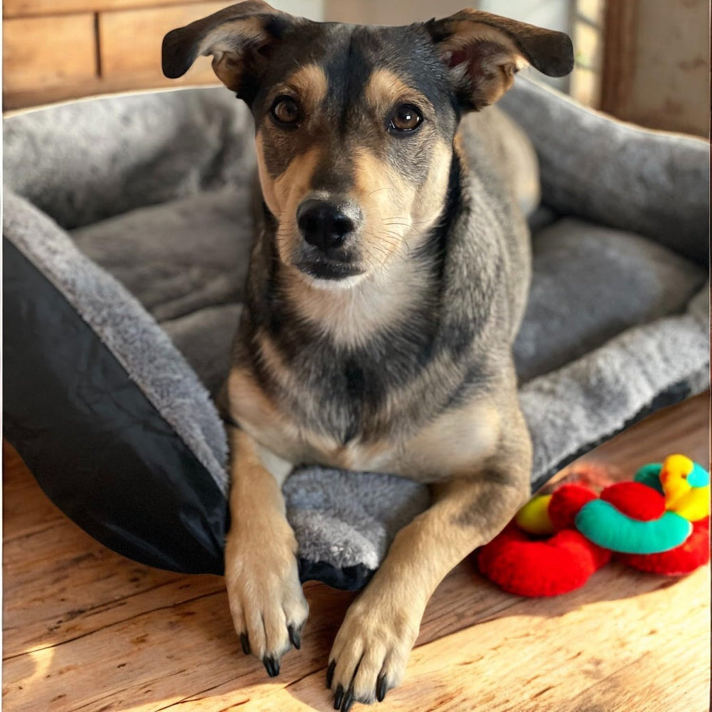 Soft warm dog bed by Purlov, perfect for small medium dogs to sleep and relax